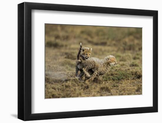 Cheetah Cubs Playing at Ngorongoro Conservation Area-Paul Souders-Framed Photographic Print