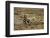 Cheetah Cubs Playing at Ngorongoro Conservation Area-Paul Souders-Framed Photographic Print