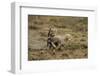 Cheetah Cubs Playing at Ngorongoro Conservation Area-Paul Souders-Framed Photographic Print