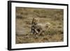 Cheetah Cubs Playing at Ngorongoro Conservation Area-Paul Souders-Framed Photographic Print