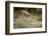 Cheetah Cubs Playing at Ngorongoro Conservation Area-Paul Souders-Framed Photographic Print