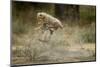 Cheetah Cubs Playing at Ngorongoro Conservation Area-Paul Souders-Mounted Photographic Print