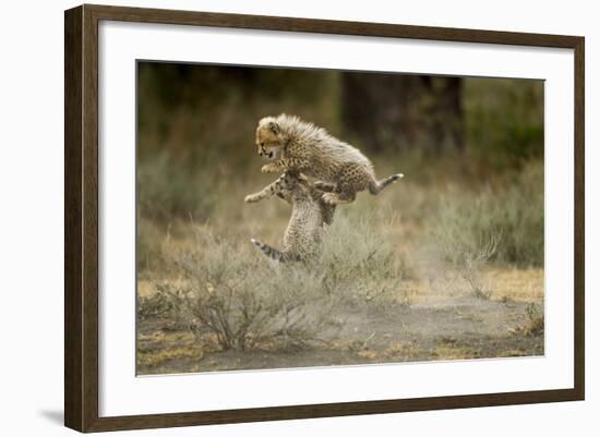 Cheetah Cubs Playing at Ngorongoro Conservation Area-Paul Souders-Framed Photographic Print