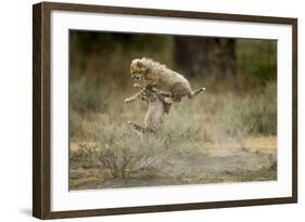 Cheetah Cubs Playing at Ngorongoro Conservation Area-Paul Souders-Framed Photographic Print