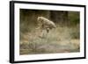 Cheetah Cubs Playing at Ngorongoro Conservation Area-Paul Souders-Framed Photographic Print