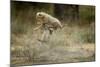 Cheetah Cubs Playing at Ngorongoro Conservation Area-Paul Souders-Mounted Photographic Print