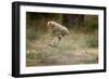 Cheetah Cubs Playing at Ngorongoro Conservation Area-Paul Souders-Framed Photographic Print