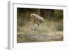 Cheetah Cubs Playing at Ngorongoro Conservation Area-Paul Souders-Framed Photographic Print