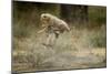 Cheetah Cubs Playing at Ngorongoro Conservation Area-Paul Souders-Mounted Photographic Print