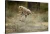 Cheetah Cubs Playing at Ngorongoro Conservation Area-Paul Souders-Stretched Canvas