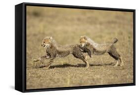 Cheetah Cubs Playing on Savanna-Paul Souders-Framed Stretched Canvas