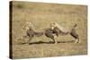 Cheetah Cubs Playing on Savanna-Paul Souders-Stretched Canvas