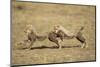 Cheetah Cubs Playing on Savanna-Paul Souders-Mounted Photographic Print