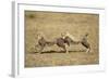 Cheetah Cubs Playing on Savanna-Paul Souders-Framed Photographic Print