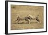 Cheetah Cubs Playing on Savanna-Paul Souders-Framed Photographic Print