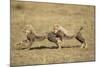 Cheetah Cubs Playing on Savanna-Paul Souders-Mounted Photographic Print