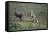 Cheetah Cubs Playing with Carcass-Paul Souders-Framed Stretched Canvas