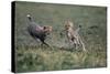 Cheetah Cubs Playing with Carcass-Paul Souders-Stretched Canvas