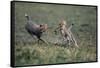 Cheetah Cubs Playing with Carcass-Paul Souders-Framed Stretched Canvas