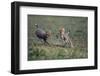 Cheetah Cubs Playing with Carcass-Paul Souders-Framed Photographic Print