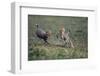 Cheetah Cubs Playing with Carcass-Paul Souders-Framed Photographic Print