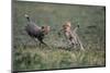 Cheetah Cubs Playing with Carcass-Paul Souders-Mounted Photographic Print