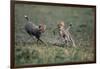 Cheetah Cubs Playing with Carcass-Paul Souders-Framed Photographic Print