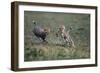 Cheetah Cubs Playing with Carcass-Paul Souders-Framed Photographic Print