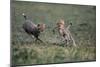 Cheetah Cubs Playing with Carcass-Paul Souders-Mounted Photographic Print