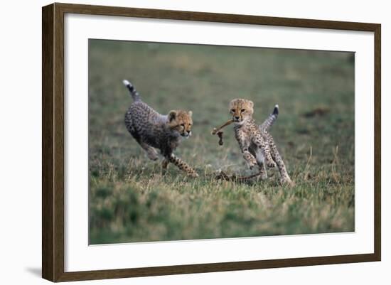 Cheetah Cubs Playing with Carcass-Paul Souders-Framed Photographic Print