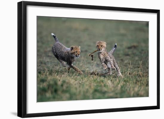 Cheetah Cubs Playing with Carcass-Paul Souders-Framed Photographic Print