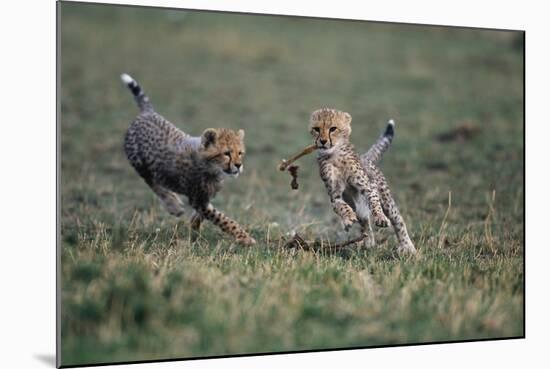 Cheetah Cubs Playing with Carcass-Paul Souders-Mounted Photographic Print