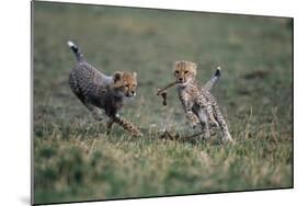 Cheetah Cubs Playing with Carcass-Paul Souders-Mounted Photographic Print