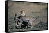 Cheetah Cubs Playing-Paul Souders-Framed Stretched Canvas