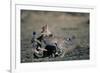 Cheetah Cubs Playing-Paul Souders-Framed Photographic Print
