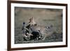 Cheetah Cubs Playing-Paul Souders-Framed Photographic Print