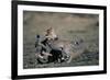 Cheetah Cubs Playing-Paul Souders-Framed Photographic Print