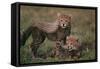 Cheetah Cubs-DLILLC-Framed Stretched Canvas