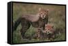 Cheetah Cubs-DLILLC-Framed Stretched Canvas