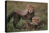 Cheetah Cubs-DLILLC-Stretched Canvas