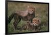 Cheetah Cubs-DLILLC-Framed Photographic Print