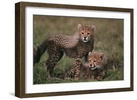 Cheetah Cubs-DLILLC-Framed Photographic Print