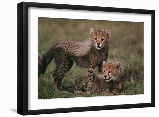 Cheetah Cubs-DLILLC-Framed Photographic Print