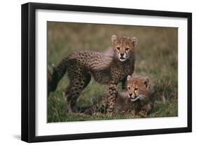 Cheetah Cubs-DLILLC-Framed Photographic Print