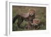 Cheetah Cubs-DLILLC-Framed Photographic Print
