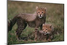 Cheetah Cubs-DLILLC-Mounted Photographic Print