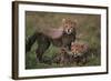 Cheetah Cubs-DLILLC-Framed Photographic Print