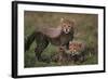Cheetah Cubs-DLILLC-Framed Photographic Print