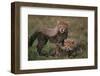 Cheetah Cubs-DLILLC-Framed Photographic Print