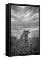 CHEETAH DREAMS-Jaco Marx-Framed Stretched Canvas